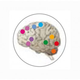 Master en PsicobiologÃa y Neurociencia Cognitiva Master en PsicobiologÃa y Neurociencia Cognitiva